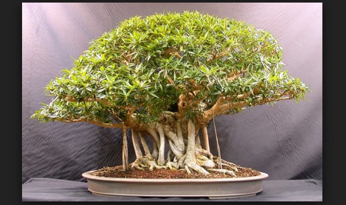 akar bonsai.jpg