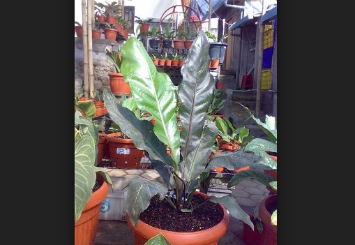 Anthurium black marie.jpg