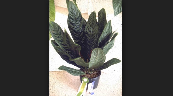 Anthurium superbumi.jpg