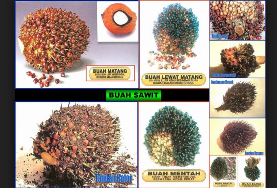 buah sawit.jpg