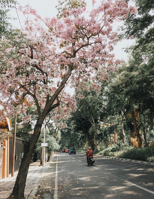 Bunga Tabebuya Surabaya berwarna pink muda bermekaran foto dari @yudi_trist.jpg