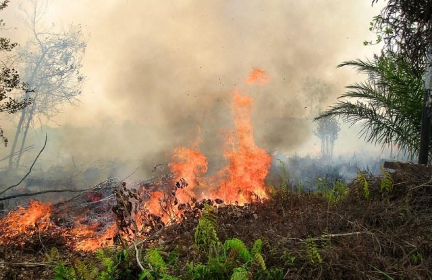 cara mencegah kebakaran hutan.jpg