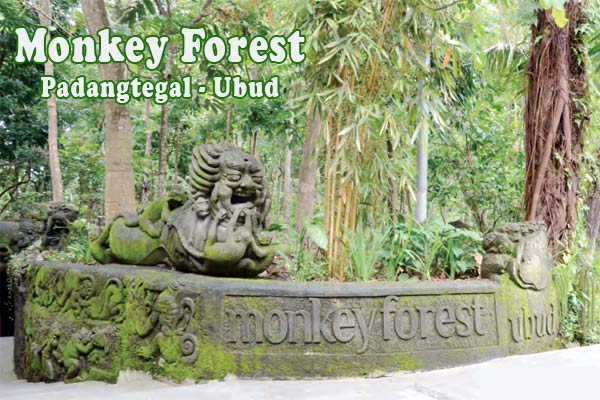 monkey-forest.jpg