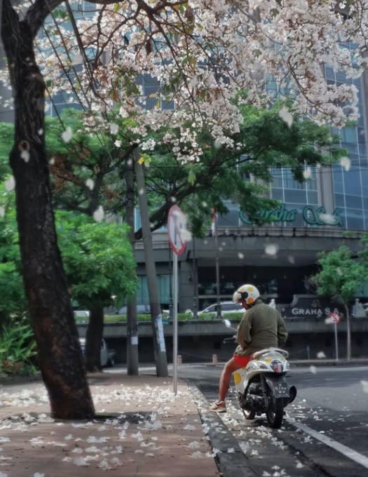 Pengendara motor berhenti untuk foto-foto dengan Bunga Tabebuya Surabaya foto dari @kus.andi.jpg